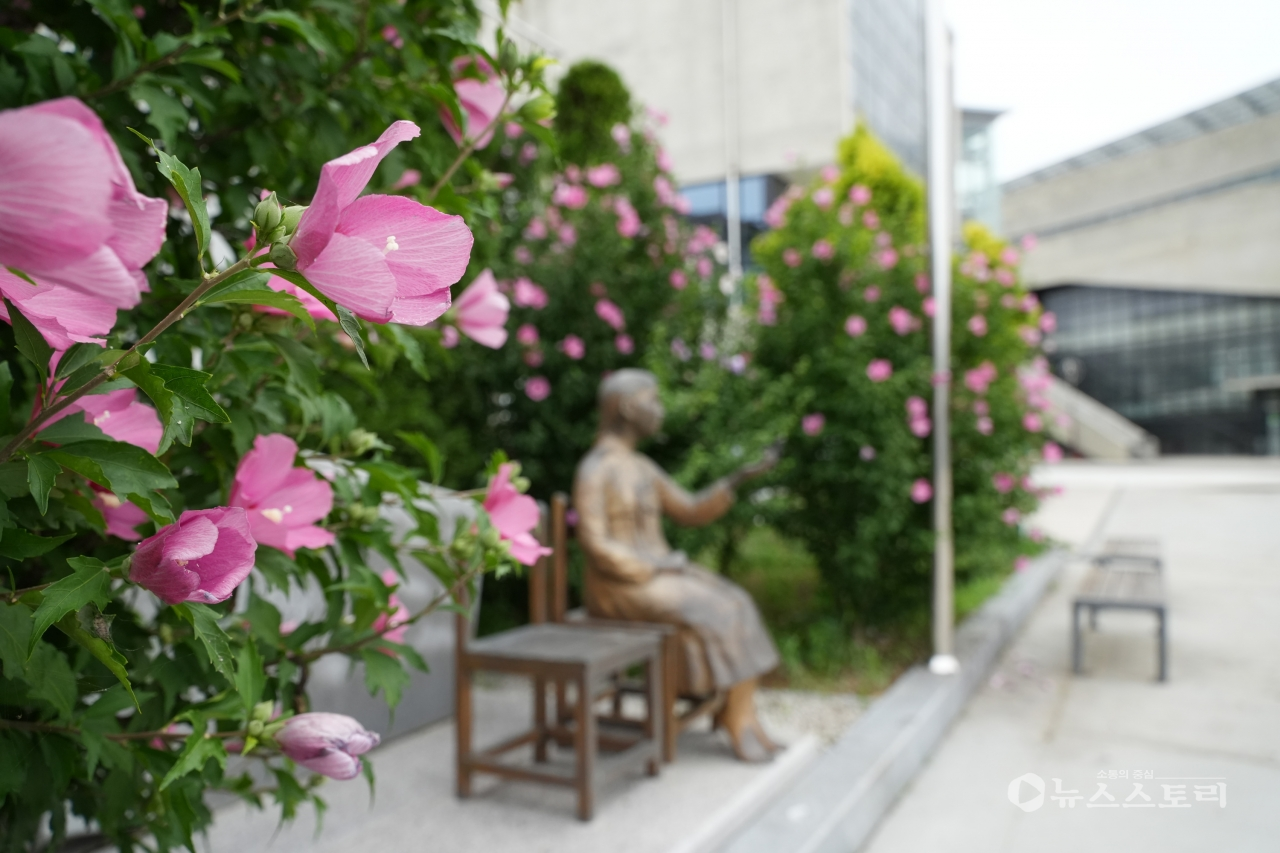 충남 서천군 봄의 마을에 위치한 ‘서천 평화의 소녀상’ 주변에 식재된 무궁화 꽃이 만개했다.