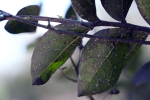 [포토]진딧물로 뒤덮힌 ‘배롱나무’